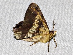 Chiasmia umbrata