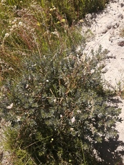 Podalyria sericea