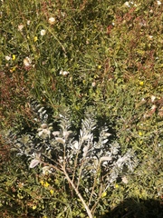 Podalyria sericea