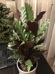 Goeppertia rufibarba