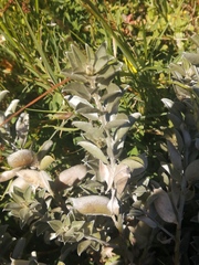 Podalyria sericea