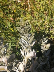 Podalyria sericea