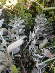 Podalyria sericea