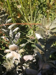 Podalyria sericea