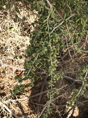 Lycium brevipes