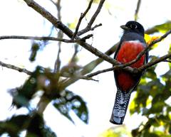 Trogon curucui