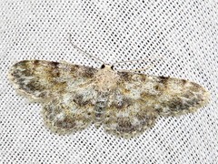 Scopula nigrinotata