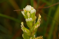 Castilleja ambigua