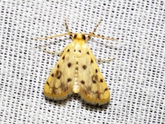 Calamoschoena stictalis