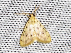 Calamoschoena stictalis