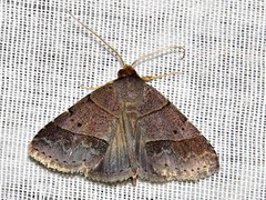 Plecoptera melalepis