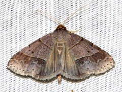 Plecoptera melalepis