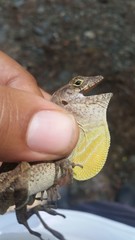 Anolis cybotes
