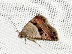 Ozarba accincta