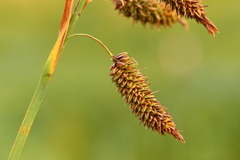 Carex lyngbyei