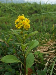Solidago cuprea