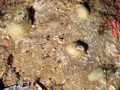 Amblychilepas nigrita