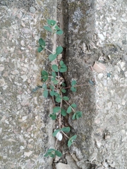 Euphorbia chamaesyce