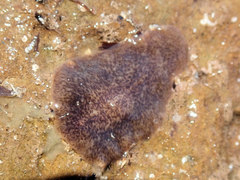 Stylochoidea