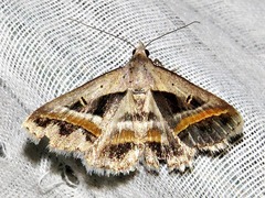 Acantholipes trimeni