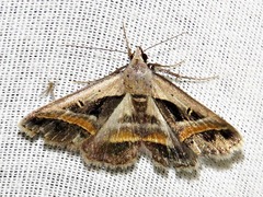 Acantholipes trimeni