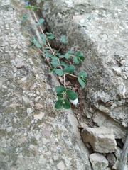 Euphorbia chamaesyce