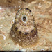Amblychilepas nigrita - Photo (c) Warwick Moyse,  זכויות יוצרים חלקיות (CC BY-NC), הועלה על ידי Warwick Moyse