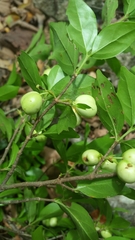 Pyrostria