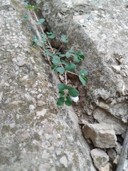 Euphorbia chamaesyce