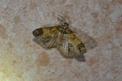 Zamarada metrioscaphes