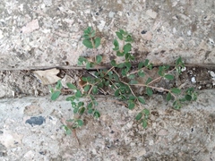 Euphorbia chamaesyce