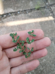 Euphorbia chamaesyce