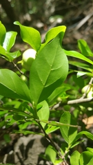 Pyrostria
