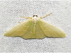 Neromia rubripunctilla