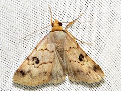 Plecoptera resistens