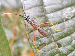 Hyalymenus vespiformis