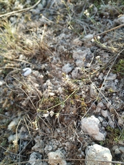 Asperula supina