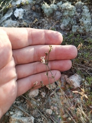 Asperula supina