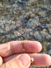 Asperula supina