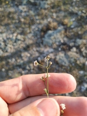 Asperula supina