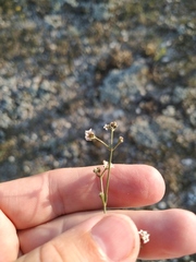 Asperula supina