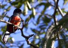 Trogon curucui