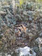 Bromus cappadocicus