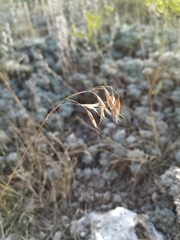 Bromus cappadocicus