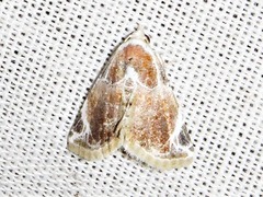 Eublemma costimacula