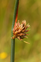 Juncus breweri