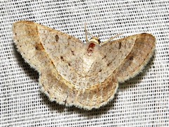 Isturgia catalaunaria