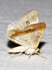 Isturgia catalaunaria