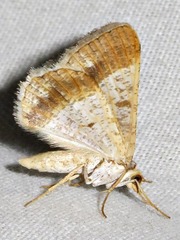 Isturgia catalaunaria