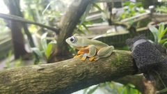 Rhacophorus reinwardtii